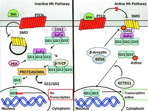 Representation Of The Hedgehog Signalling Pathway Hhp A Inactive