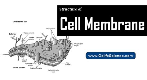 Structure of Cell Membrane: Basic Guide for Students