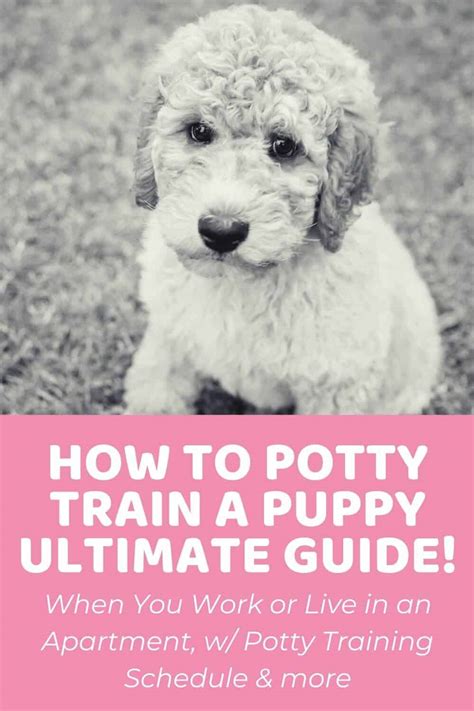 How To Potty Train A Puppy Ultimate Guide W Potty Training Schedule