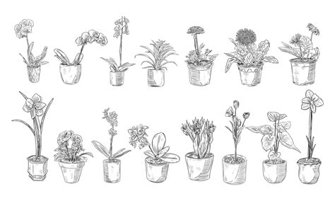 Premium Vector Decorative Flower Pots Handdrawn Collection