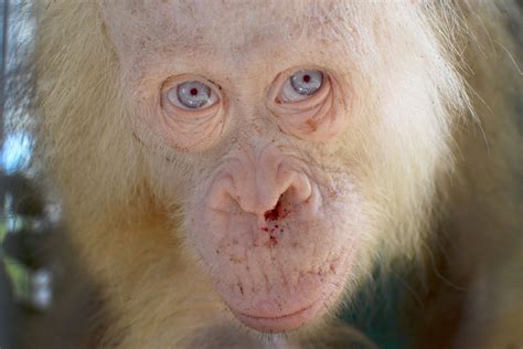 Rare Albino Animals From Around The World Daily Sabah