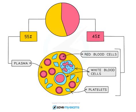 CIE IGCSE Biology 复习笔记9 1 14 Components of Blood