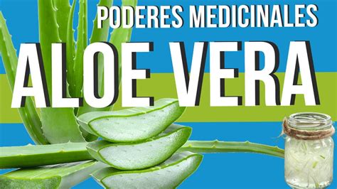 🌿 Conoce Las Propiedades Medicinales Del Aloe Vera O SÁbila 💚 ¡una Planta Asombrosa Youtube