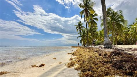 How to Avoid Sargassum Seaweed in the Caribbean