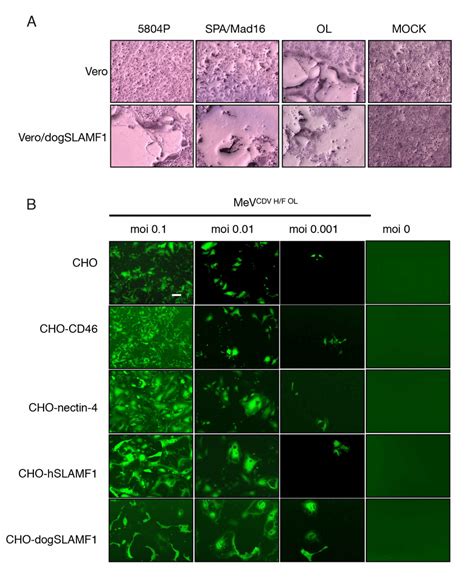 CDV OL Can Infect Cells Lacking SLAMF1 And Nectin 4 Receptors A