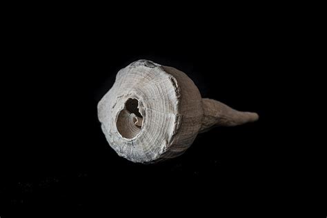 Old Marine Snail Shell Isolated With A Black Background Photograph by ...