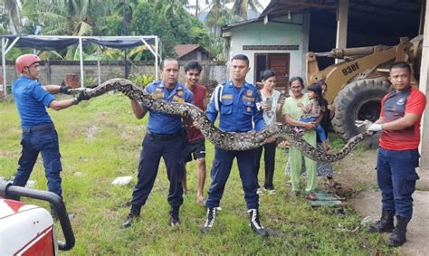 Petugas Damkar Evakuasi Ular Piton 4 Meter Dari Gudang Alat Berat