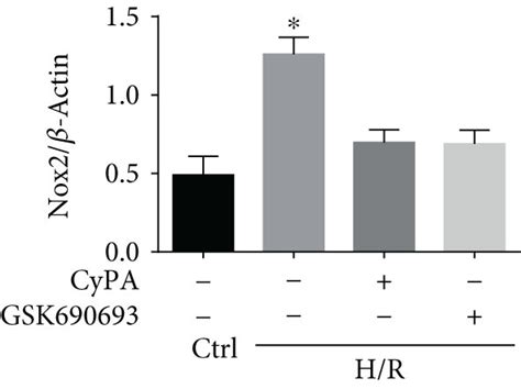 H9c2 Cells Were Divided Into Four Groups Control Cultured For 22 H