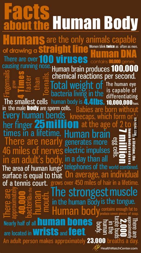 Interesting Facts About The Human Body | Human body facts, Infographic ...