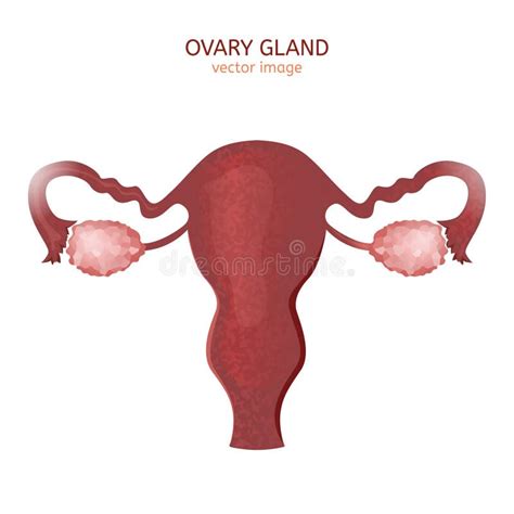 Ovarian Cyst Stock Vector Illustration Of Gain Functional 54349236