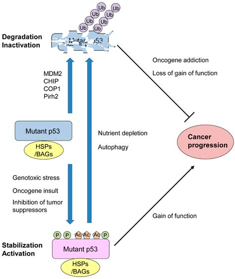 Cancers Free Full Text Regulators Of Oncogenic Mutant Tp Gain Of