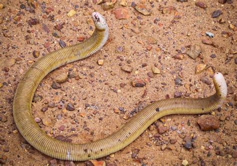 Cobra De Duas Cabe As Descubra Como Elas S O Na Vida Real