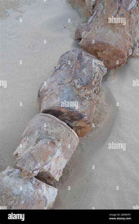 Wadi al hitan fossils hi-res stock photography and images - Alamy