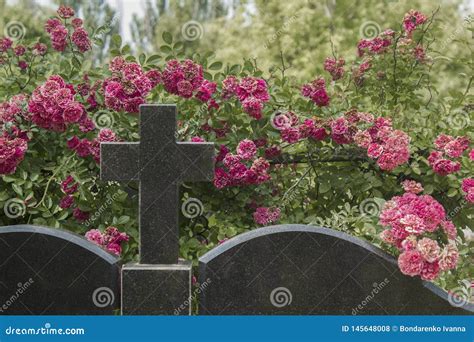 Roses Bush On Old Cemetery Near Grave Yard In Spring Stock Photo