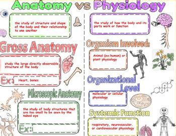 Unit 1.1: Anatomy vs Physiology | TPT