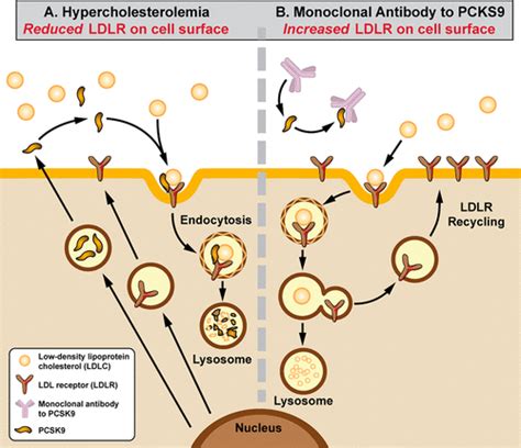 Mrna Display Reaches For The Clinic With New Pcsk Inhibitor Acs