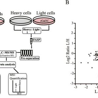 Quantitative proteomics analysis revealed the differentially expressed ... 