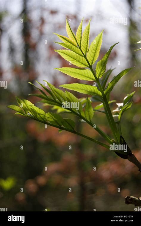 Fraxinus excelsior, young ash tree leaves Stock Photo - Alamy