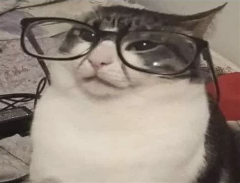 A Cat Wearing Glasses On Top Of A Bed