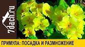 Примула. Что Делать С Подарочной Примулой В Горшке. Садовые Примулы ...