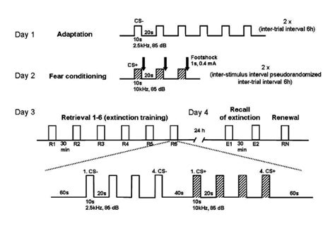 Figure a. Schematic representation of fear conditioning paradigm ...