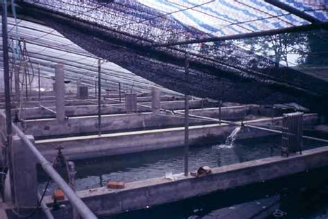 Free Fish Hatchery Design & Fish Farm Construction Examples