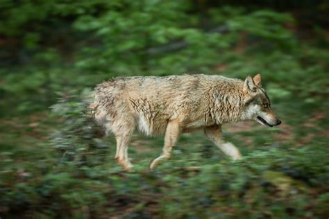 Loup En Bretagne Parlons Dispersion Le Loup En Bretagne