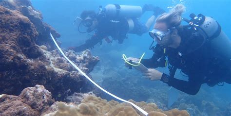 Restoring The Rainbow Coral Reef Restoration Gvi Gvi