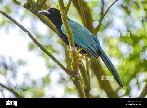 Yucatanblaurabe Cyanocorax Yucatanicus Mexiko Stock Photo Alamy