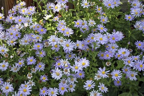 Master Gardener M Is For Michaelmas Daisies Asters For Fall Color