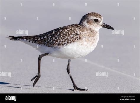 Grey Plover Or Black Bellied Plover Pluvialis Squatarola Juvenile