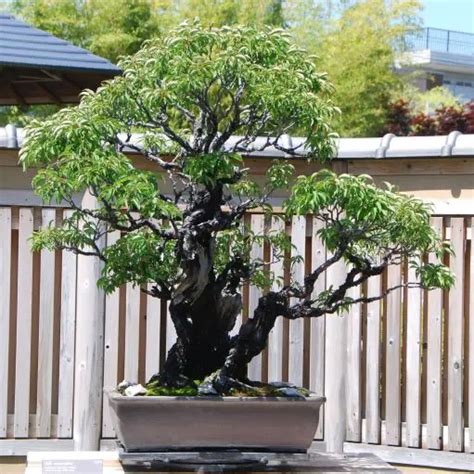 Bonsai Pruning: Why Do It and When?