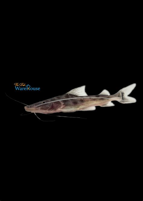 Peru Piraiba Catfish (Brachyplatystoma capapretum) - The Fish Warehouse