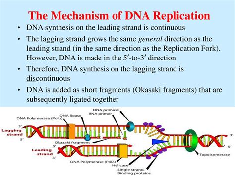 Dna Rna Protein презентация онлайн