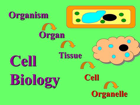 Ppt Cell Organelle Trivia Cell Types Cell Theory Organellesmore Hot Sex Picture