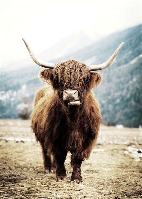 Highland Cattle On Field Poster Highland Cow Uk