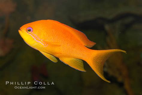 Lyretail Fairy Basslet Female Pseudanthias Squamipinnis Photo