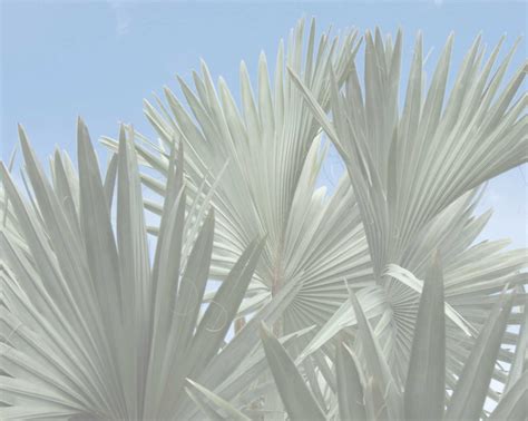 Silver Thatch Caymans Verdant Trees So Fair Grand Cayman Magazine