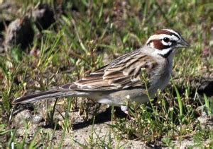Birds of San Francisco Bay Area: sfbaywildlife.info