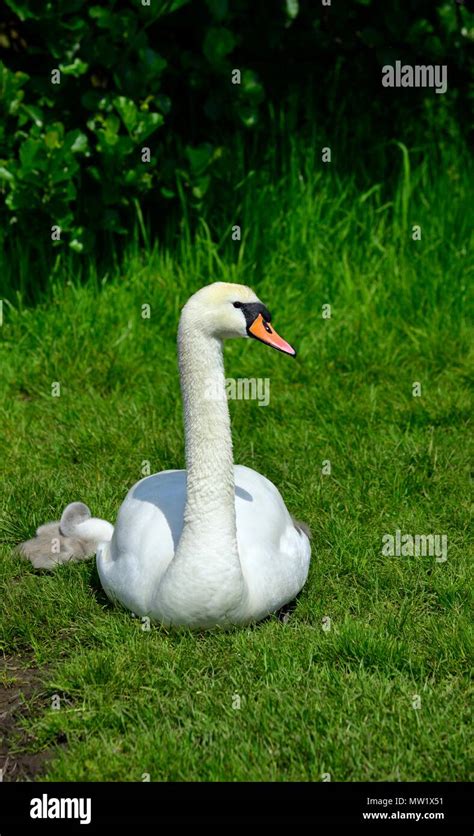 Cygnet swans hi-res stock photography and images - Alamy