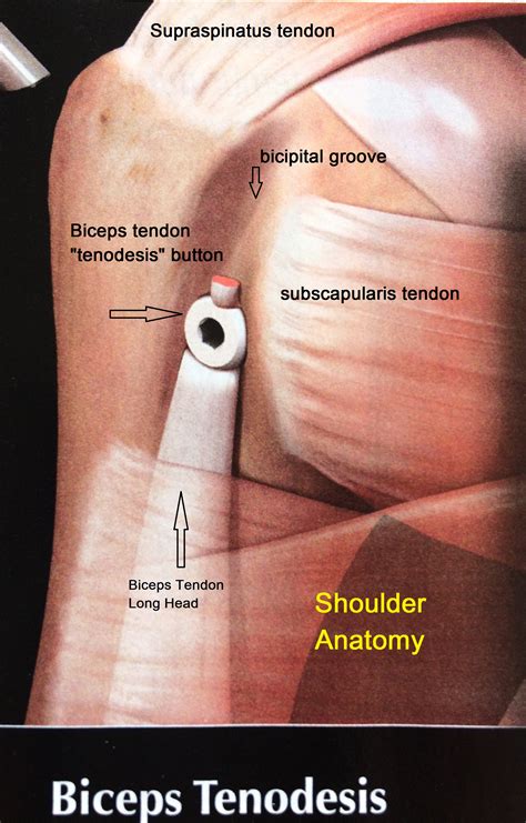 Circumduction Anatomy