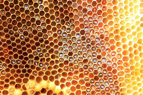 Honey Bee Nest Stock Image Image Of Beeswax Backgrounds 41594891