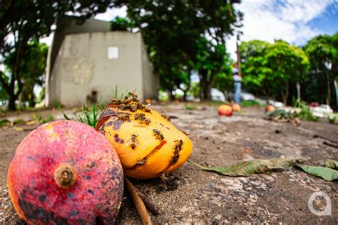 Centenas de pés de manga compõem o cenário de arborização da cidade de