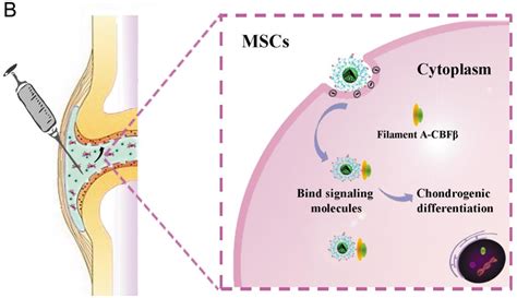 Figure 1 From Polyethylene Glycol Modified Pamam Dendrimer Delivery Of