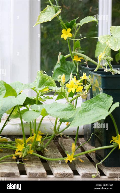 Cucumis sativus Banque de photographies et dimages à haute résolution