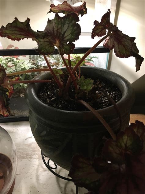 This Begonia Has Been Fussy Recently Dropping Leaves And Turning Brown But There’s A Lot Of