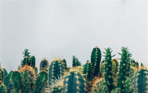 Free Images Tree Cactus Field Leaf Flower Green Botany Cactu