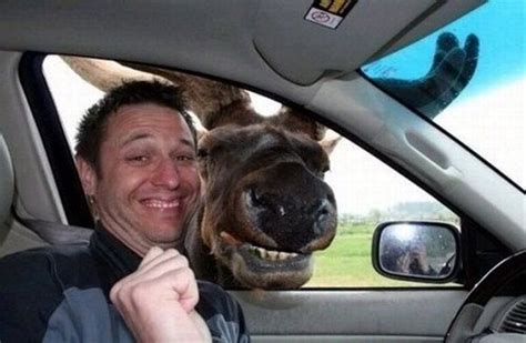 Of Moose And Man Funny Pictures Funny Animal Pictures Funny Animals