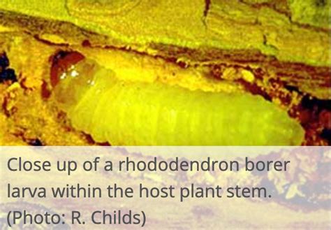 Rhododendron diseases & pests - SOUTHEASTERN CHAPTER AMERICAN RHODODENDRON SOCIETY