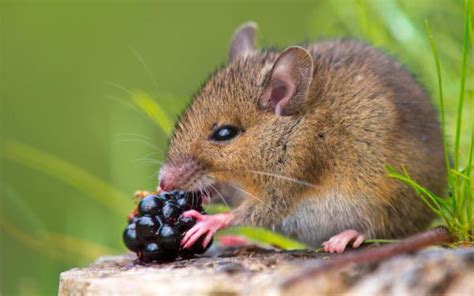 Ratón Características Hábitat Comportamiento Y Alimentación